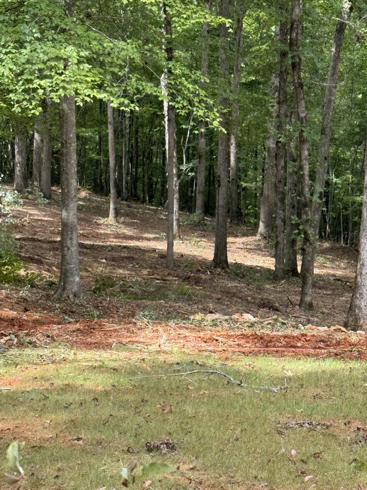 Wooded lot after selective clearing with stumps